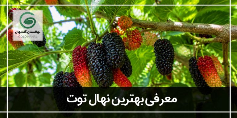 نهال توت