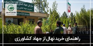 خرید نهال از جهاد کشاورزی