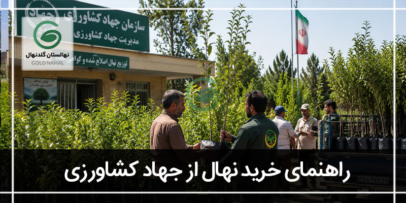 خرید نهال جهاد کشاورزی
