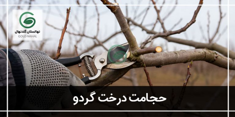 حجامت درخت گردو