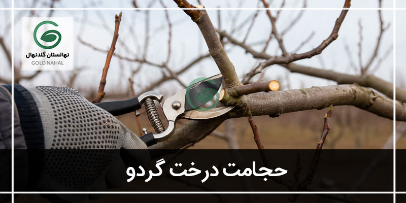 حجامت درخت گردو