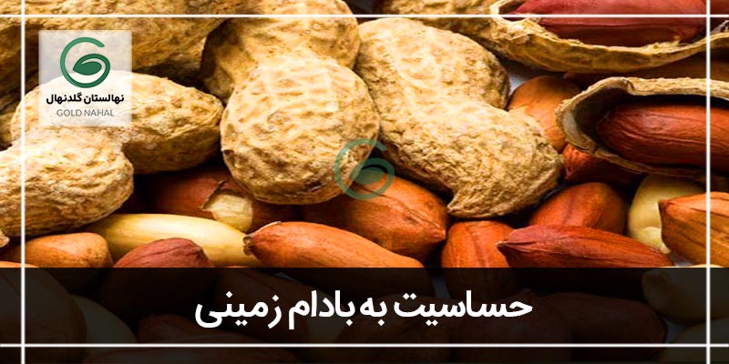 حساسیت به بادام زمینی