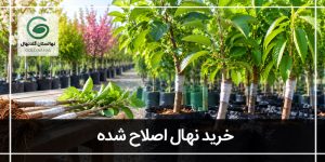 خرید نهال اصلاح شده