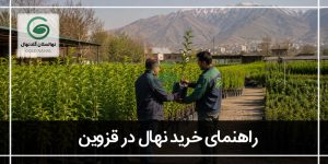 خرید نهال از جهاد کشاورزی قزوین