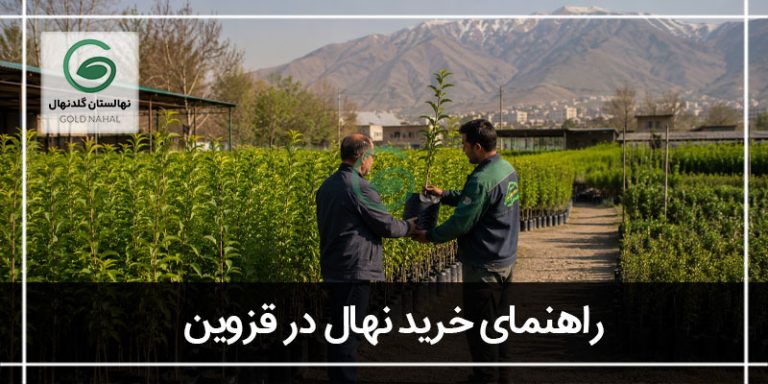 خرید نهال در قزوین
