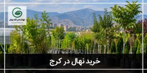 خرید نهال از جهاد کشاورزی کرج