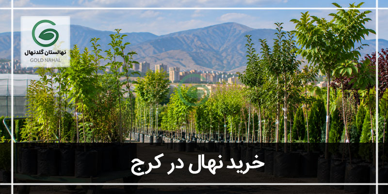 خرید نهال در کرج