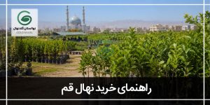 خرید نهال در قم