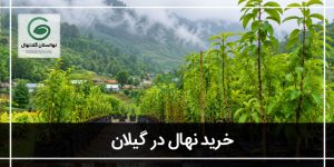 خرید نهال در گیلان
