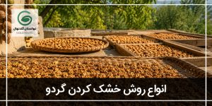 خشک کردن گردو