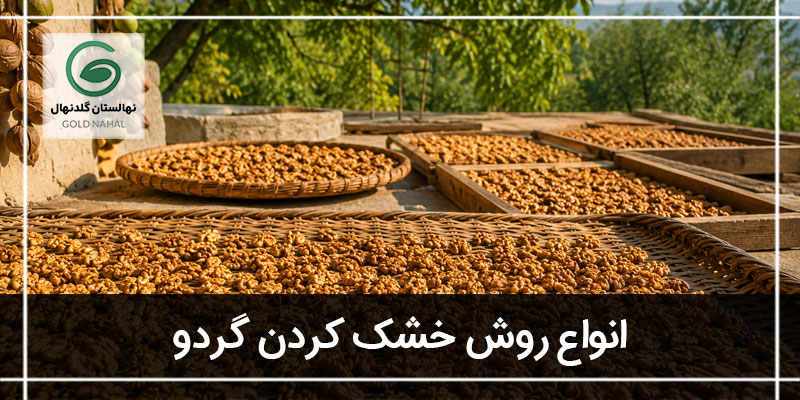 خشک کردن گردو