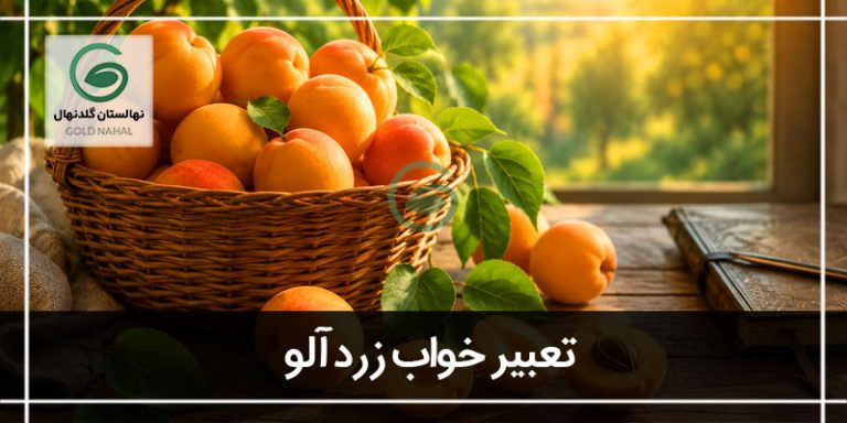 خواب زردآلو
