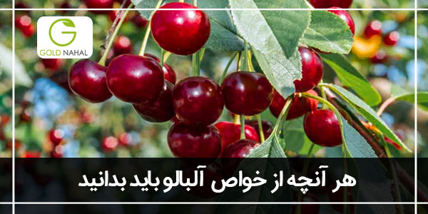 خواص آلبالو