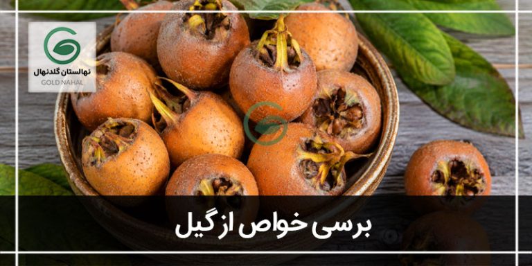 خواص ازگیل