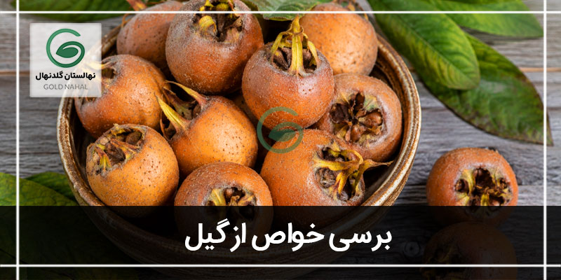 خواص ازگیل