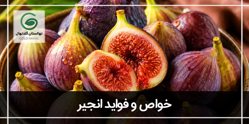 خواص انجیر