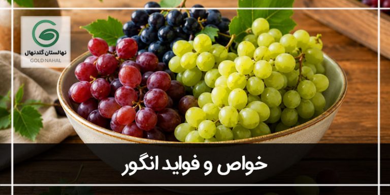 خواص انگور