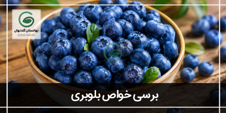 خواص بلوبری