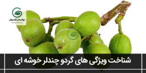 گردو چندلر خوشه ای