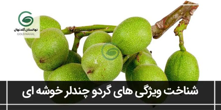 خوشه ای