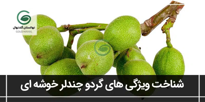 خوشه ای