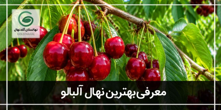درخت البالو