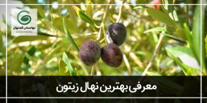 بهترین نهال زیتون