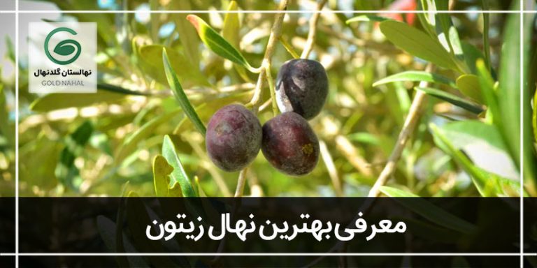 درخت زیتون