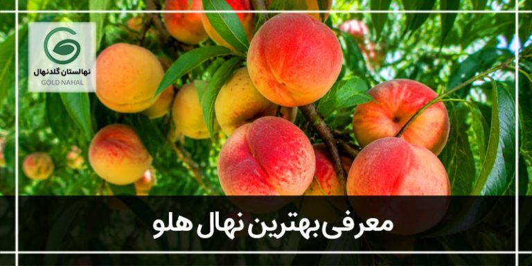 درخت هلو