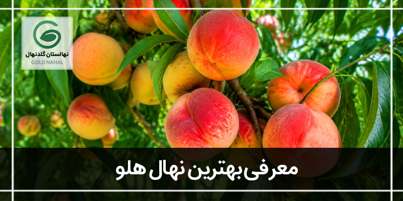 درخت هلو