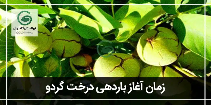 درخت گردو