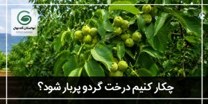 چکار کنیم درخت گردو پربار شود؟