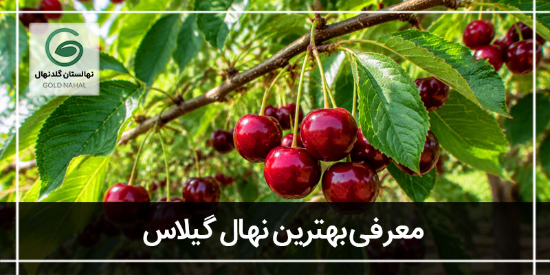 درخت گیلاس