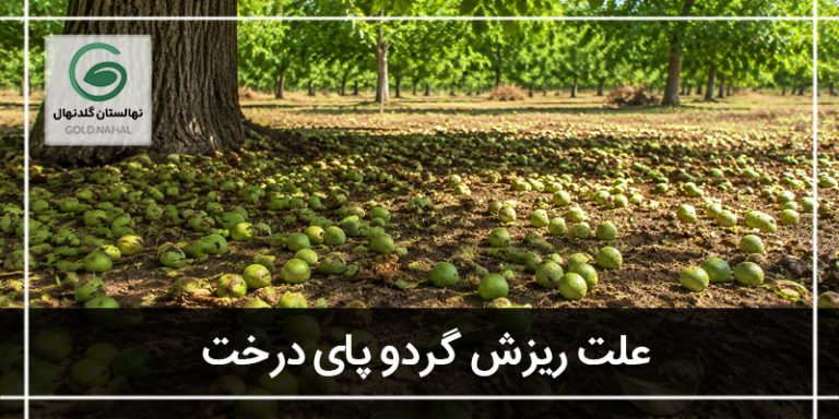 ریزش گردو
