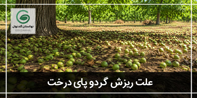 ریزش گردو