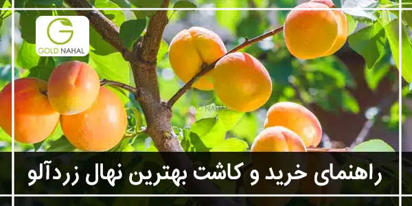 درخت زردالو