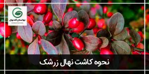کاشت نهال زرشک(راهنمای تخصصی پرورش درخت زرشک)