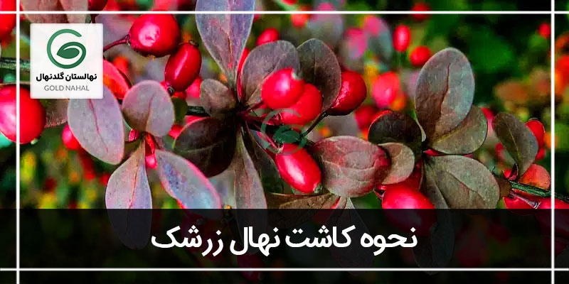 زرشک