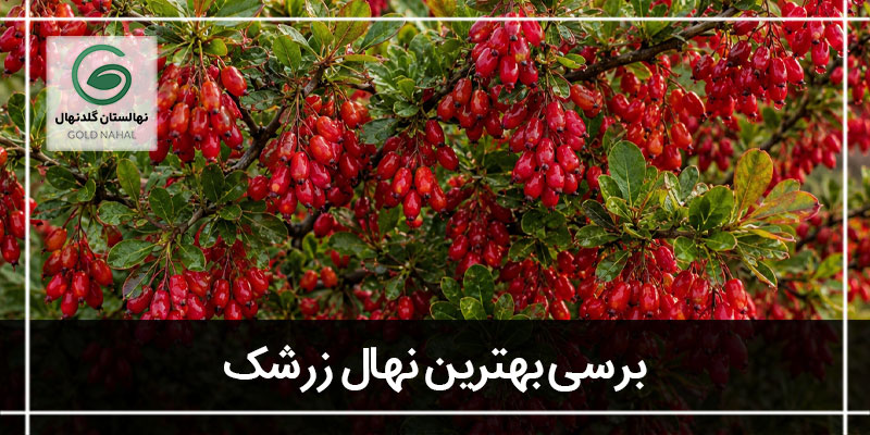 زرشک