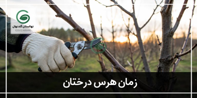 زمان هرس درختان