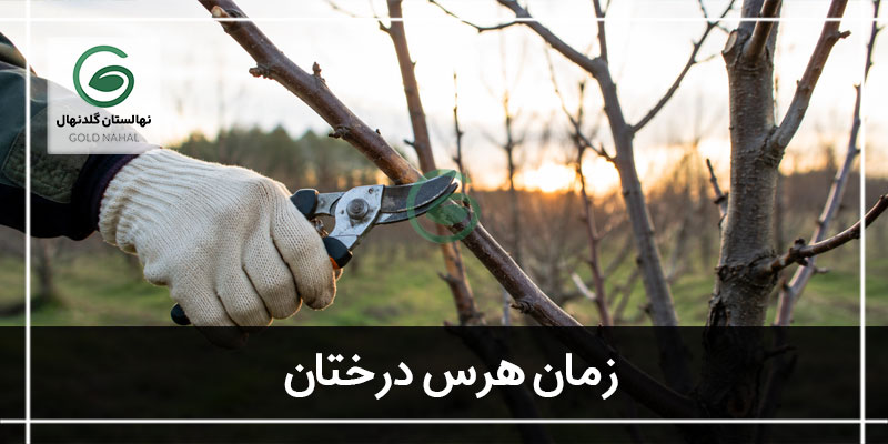 زمان هرس درختان
