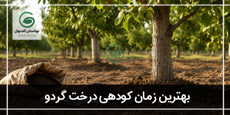 زمان کوددهی درخت گردو