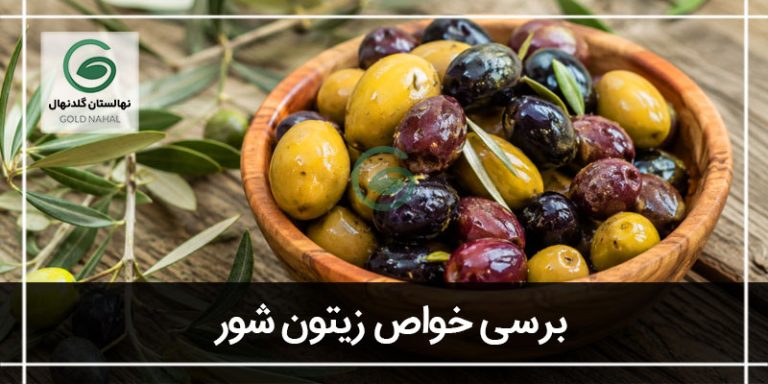 زیتون