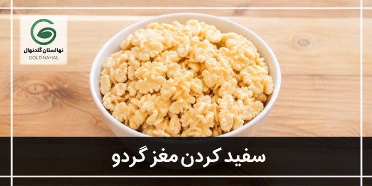 سفیدی مغز گردو