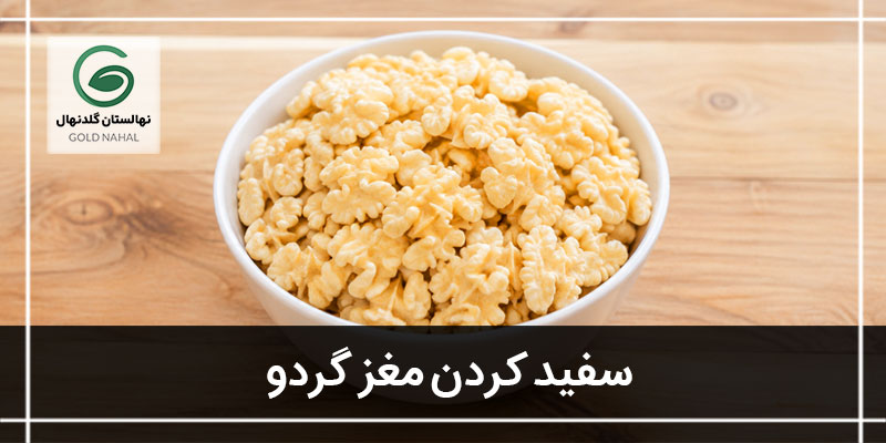سفیدی مغز گردو