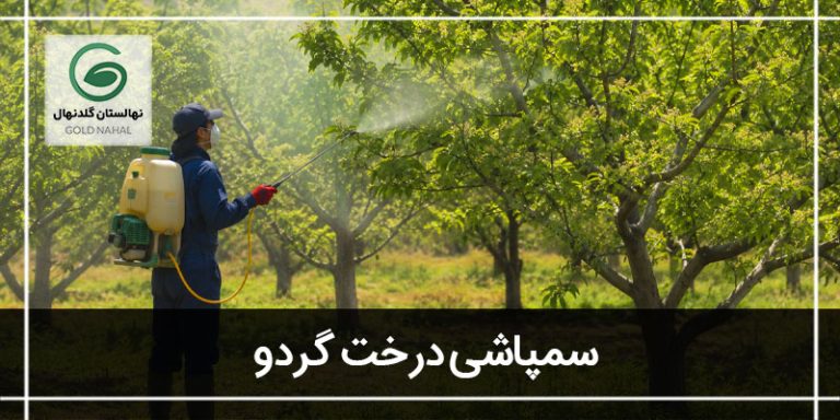 سمپاشی درخت گردو