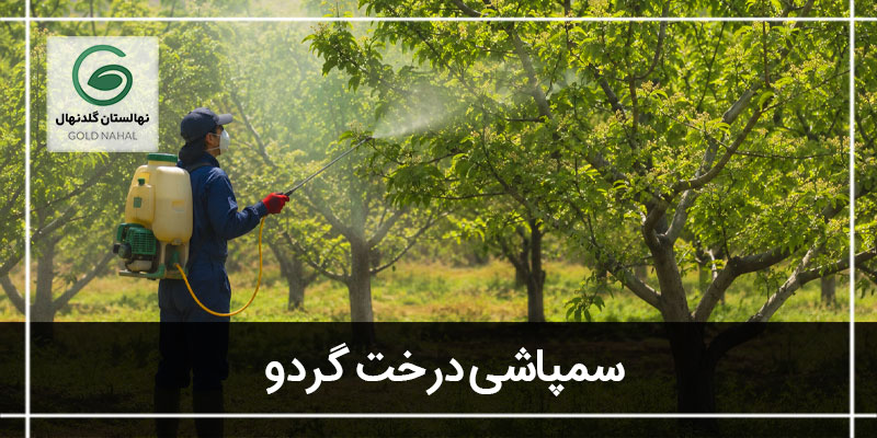 سمپاشی درخت گردو