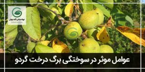 سوزاندن برگ درخت گردو