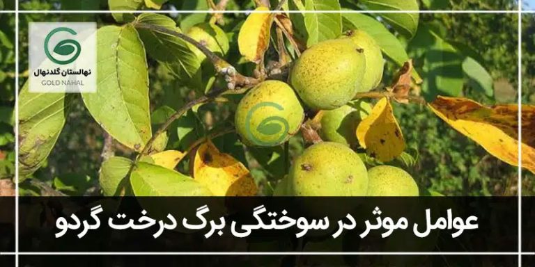 سوختگی برگ درخت گردو