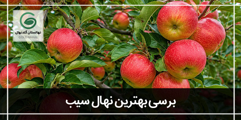 نهال سیب